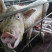UBO8-国际新闻-國家科研經費都給豬吃了！中國教授被爆80億天價飼料餵豬