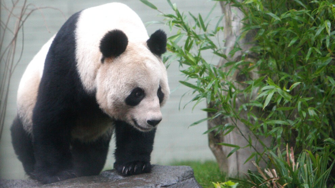 UBO8-国际新闻-英國唯一一對大貓熊12月初返回中國
