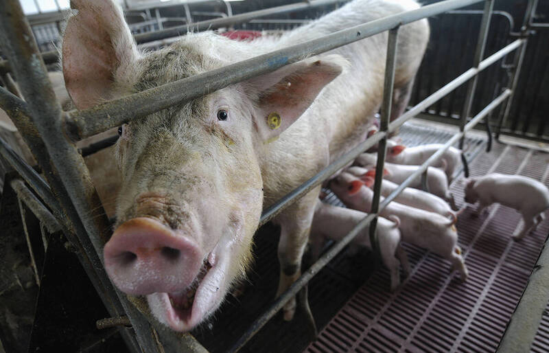 UBO8-国际新闻-國家科研經費都給豬吃了！中國教授被爆80億天價飼料餵豬