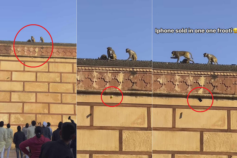 UBO8-国际新闻-iPhone突遭印度猴子劫持！ 遊客最後靠「以物易物」成功換回