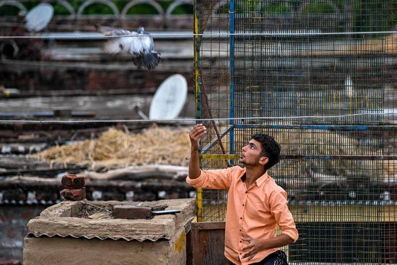 UBO8-快讯新闻-🚫🐦印度禁餵鴿令引爆民怨！強勢關閉餵食點，數百民眾上街抗議！大混亂一觸即發！💢