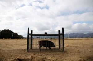 UBO8-快讯新闻-不只猛熊出没！日本爱知县惊传「疯狂野猪」突袭 2男惨遭啃咬鲜血直流